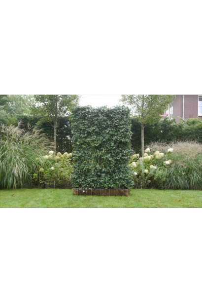 Плющ Грін Ріп в ландшафті на опорі